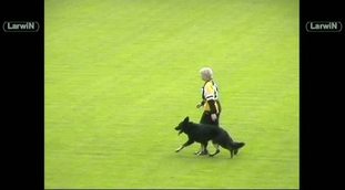 Ciro vom Wolfswappen Ciro vom Wolfswappen