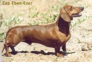 Zap Eben Ezer Zap Eben Ezer