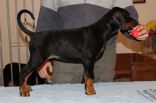 Luna von der Schwarzen Garde Luna von der Schwarzen Garde