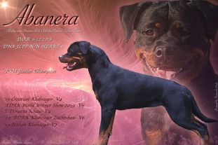 Abanera ROI LO1940806 Abanera ROI LO1940806