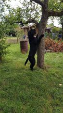 Freya vom Schwarzwaldtal Freya vom Schwarzwaldtal