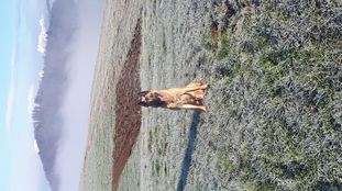 Eron Force Canina Eron Force Canina