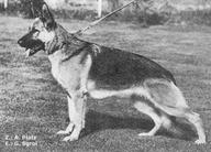 dog image background