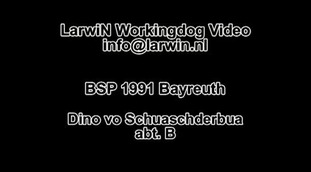 Dino vom Schuaschderbua Dino vom Schuaschderbua