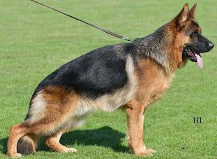 Kosmo von der Piste Trophe Kosmo von der Piste Trophe