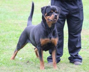Morena of Kinder's Royal Rott Morena of Kinder's Royal Rott