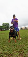 Jasao Master Field Jasao Master Field