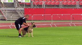Dora Haus Tousfa Working Dog