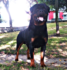 Kobold de la Corte Canina Kobold de la Corte Canina