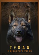Hulgaard's Tiran Hulgaard's Tiran