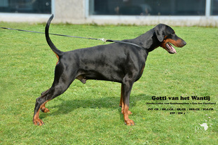 Gotti van het Wantij Gotti van het Wantij