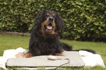 Bela als Model für die Tierphysiotherapie Ahlerstedt Oktober 2020