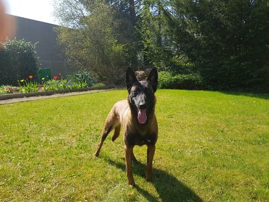 Bailey de la frisone liberte Bailey de la frisone liberte