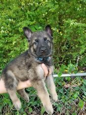 ToughDogs K9's Enzo ToughDogs K9's Enzo