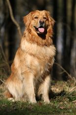 Frisko von der Waldlichtung Frisko von der Waldlichtung