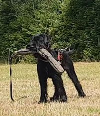 Bosse vom Lindelbrunn Bosse vom Lindelbrunn