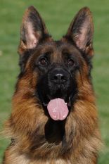 Maxx von der Plassenburg Maxx von der Plassenburg