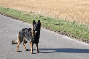 Toffee von der Hettlingshöhe Toffee von der Hettlingshöhe