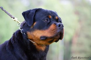 Fensy von der Maxi Rott Fensy von der Maxi Rott