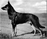 Beowulf von Kohlwald (fr. Ludwigshafen)