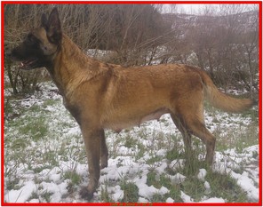 Loba de Jelova Loba de Jelova