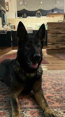 Dakota vom Gallier Dakota vom Gallier