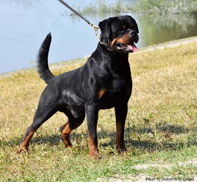 Michael Corleone von Hause Leroy Hundeprofil Informationen und