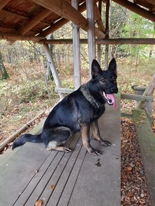 Tina von der Traubeneiche Tina von der Traubeneiche