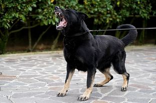 Chuck von der Edermündung Chuck von der Edermündung