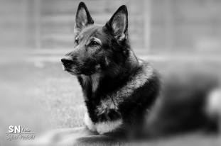Flic Flac vom Wolfsweiher Flic Flac vom Wolfsweiher