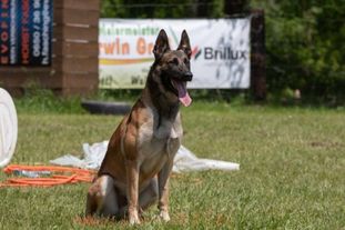 Paxx LOSH 1185835 (Gapp) Paxx LOSH 1185835 (Gapp)