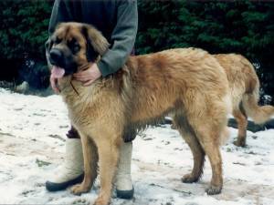 Odin Junior Ex Domo Leonis Odin Junior Ex Domo Leonis