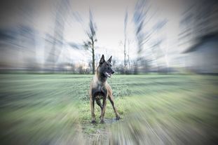 Conner vom WeinBergLand Conner vom WeinBergLand