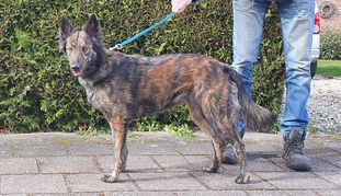 Ella Yara van het Meerhuisje Ella Yara van het Meerhuisje