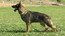 Hakker do Caio Work Dog's
