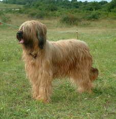Pichinca de l'Etoile de Panache Pichinca de l'Etoile de Panache