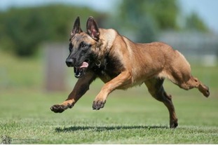 working-dog Be Happy working-dog Be Happy