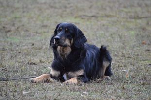 Danya von der Megalithsichel Danya von der Megalithsichel