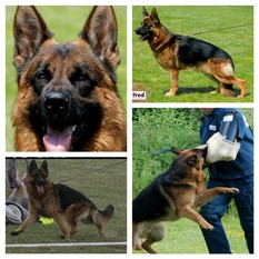 Fritz von Babylon Fritz von Babylon