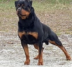 Finn von der Urbacher Höhe Finn von der Urbacher Höhe