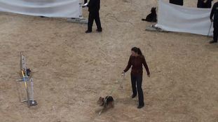 Just remember Sir Rico of Agility Just remember Sir Rico of Agility