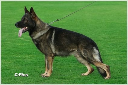 Kody vom Wolfsfriede Kody vom Wolfsfriede
