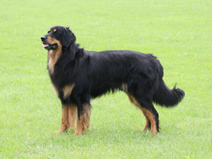 Fedor Teufelchen von Husgritt Fedor Teufelchen von Husgritt