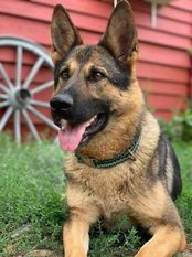 Crazy Canis Invictus Crazy Canis Invictus