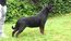 Thalia Pop Rott