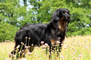 Lotte vom Schondratal Lotte vom Schondratal