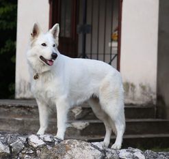 Gina of White Grace Gina of White Grace