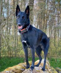 Gipsy Perro de la Casa Negra Gipsy Perro de la Casa Negra