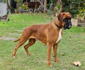 Vandee vom Kimlai Boxer