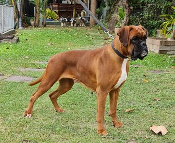 Vandee vom Kimlai Boxer